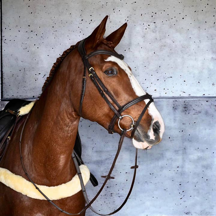 EPONIA EQUESTRIAN LIFESTYLE - Wholesale Horseback Riding Gear - Bridle Eponia - Slimfit jumper/Hunter