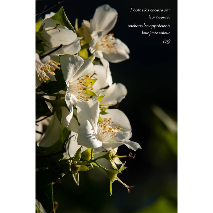 Lumière pour la vente par L'Ecriture D'Un Regard