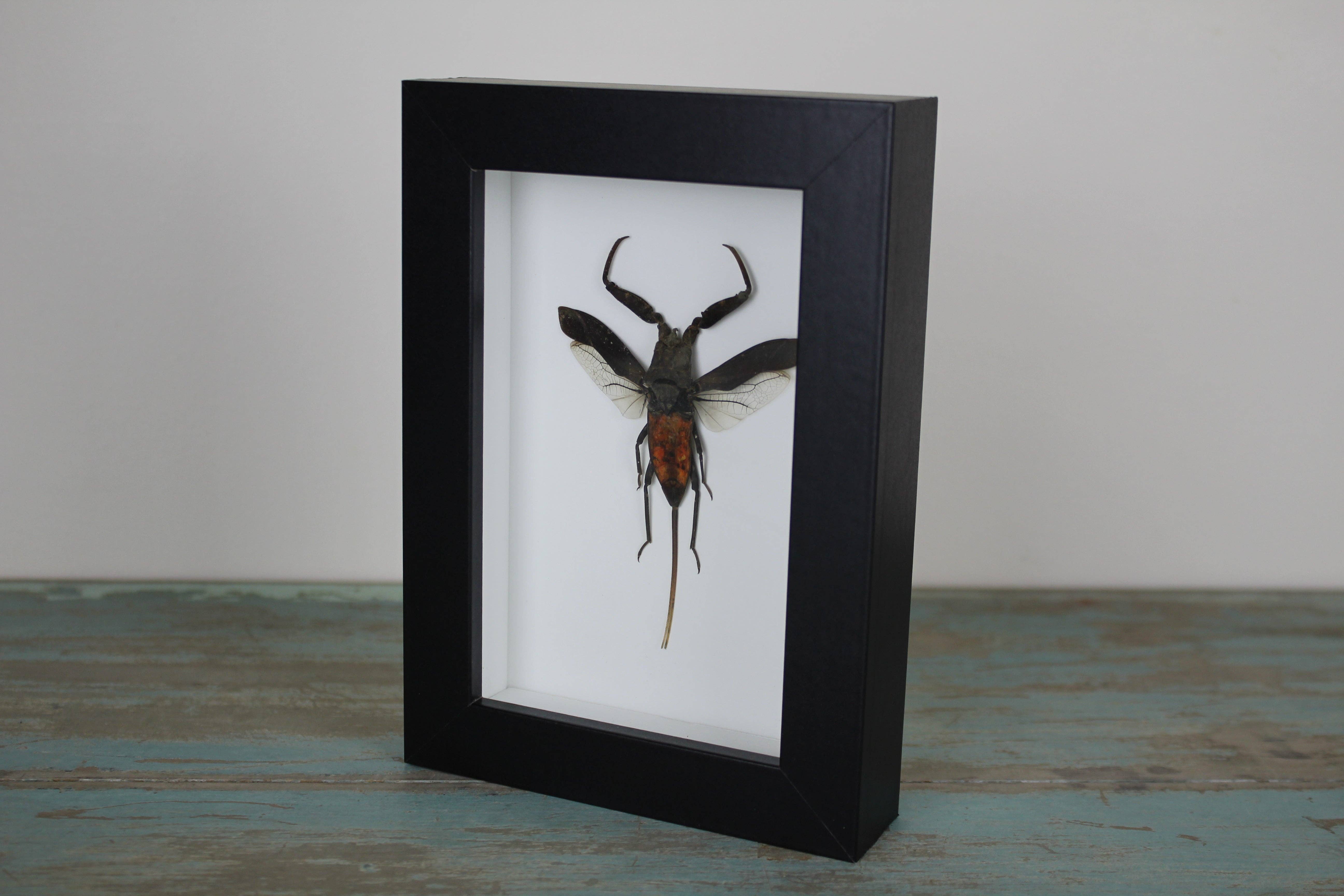 Newman Art Designs – wholesale Dimensionell/3D-väggkonst – Nepra rubra i svart ram1