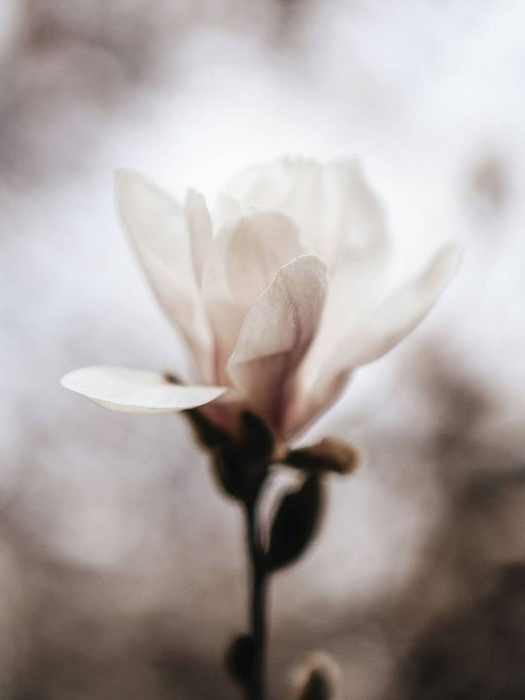 Olivia Fragrances - Wholesale Hand Soap/Wash - Hand soap 500ml Blossom and woods1