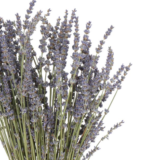 Capital Florist - Wholesale Dried/pressed flowers - French Lavender (Dried)