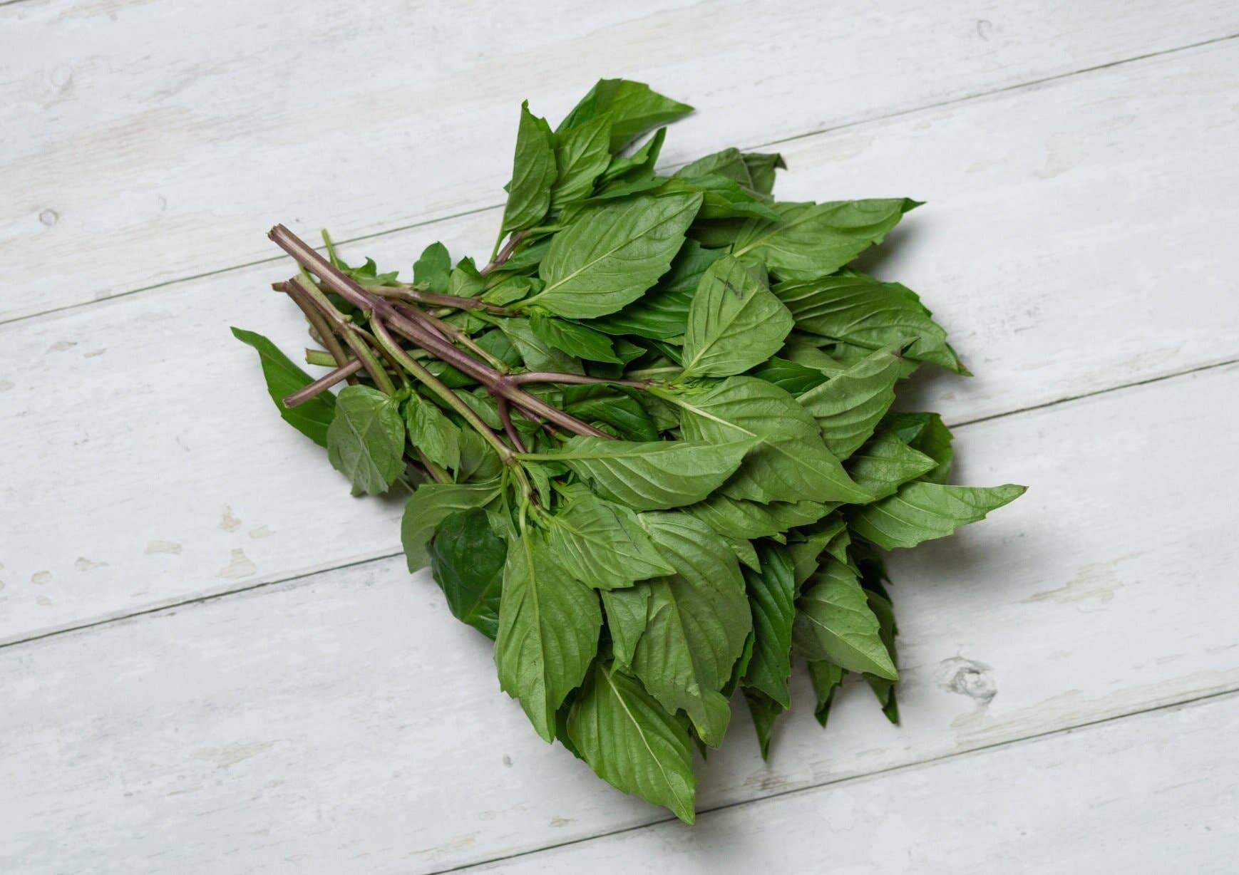 The Elevated Seed Co. - Wholesale Plant Seeds - Thai Basil Garden Seeds1