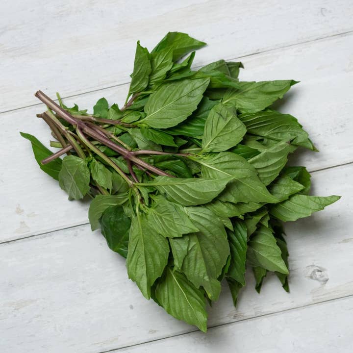 The Elevated Seed Co. - Wholesale Plant Seeds - Thai Basil Garden Seeds1