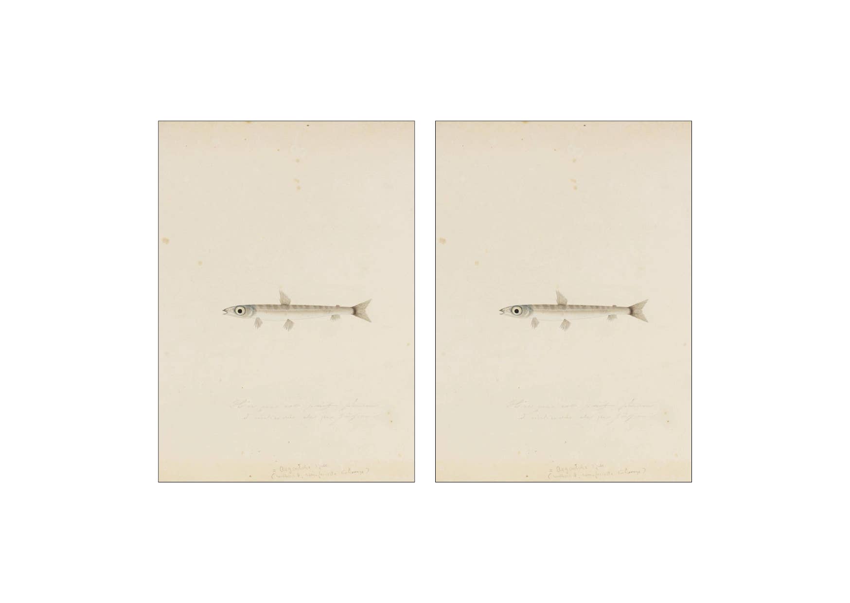 Lylies - Wholesale Muurtegel - Wandtegel collage uit de Naturalis-collectie - The wave2