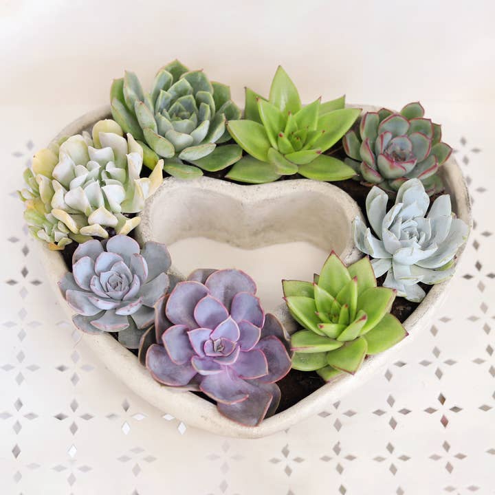 Best Plant Friend - Wholesale Succulent - Large Succulent Heart Arrangement - Mother's Day Gift 2025