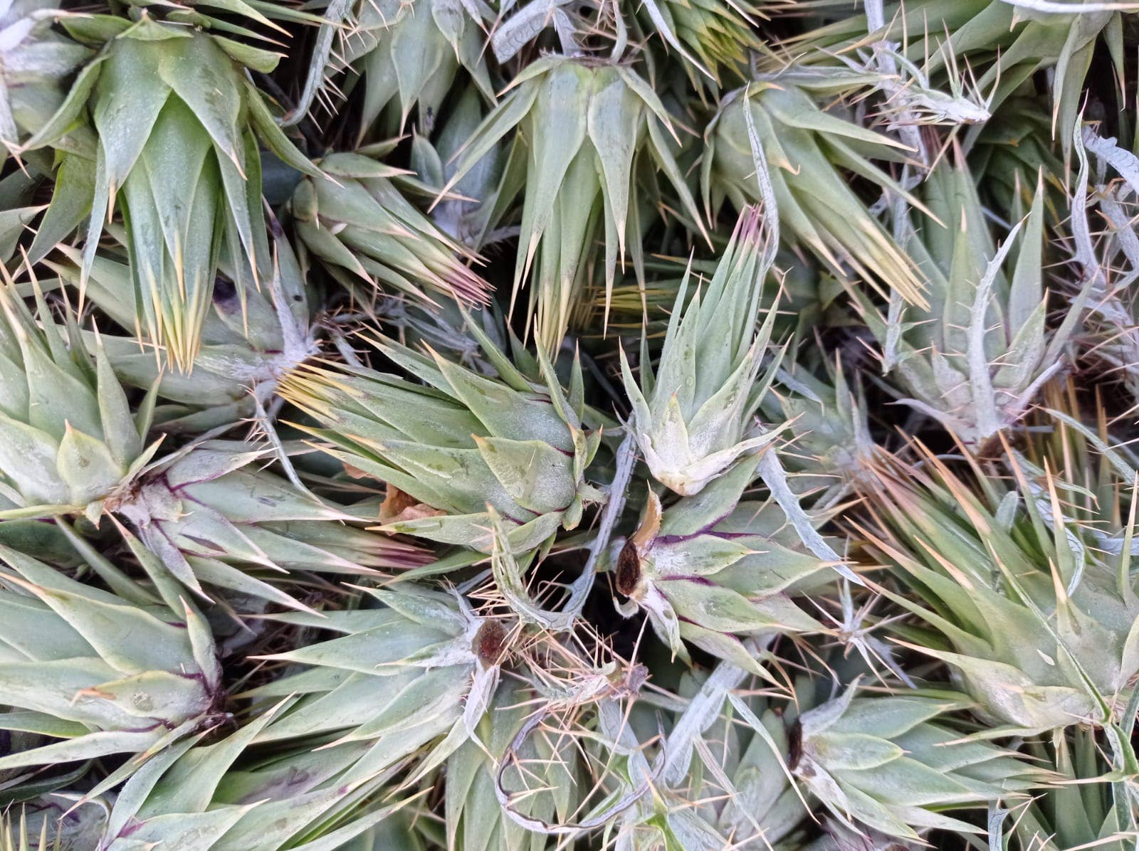 Caterisana - Wholesale Pickled Vegetables - WILD ARTICHOKES IN EXTRA VIRGIN OLIVE OIL2