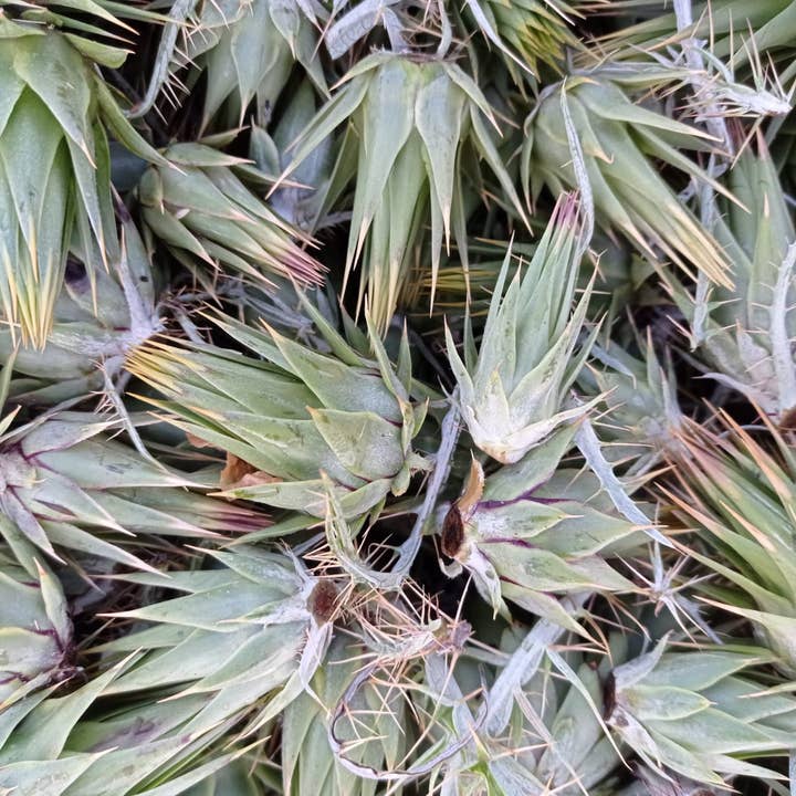 Caterisana - Wholesale Pickled Vegetables - WILD ARTICHOKES IN EXTRA VIRGIN OLIVE OIL2