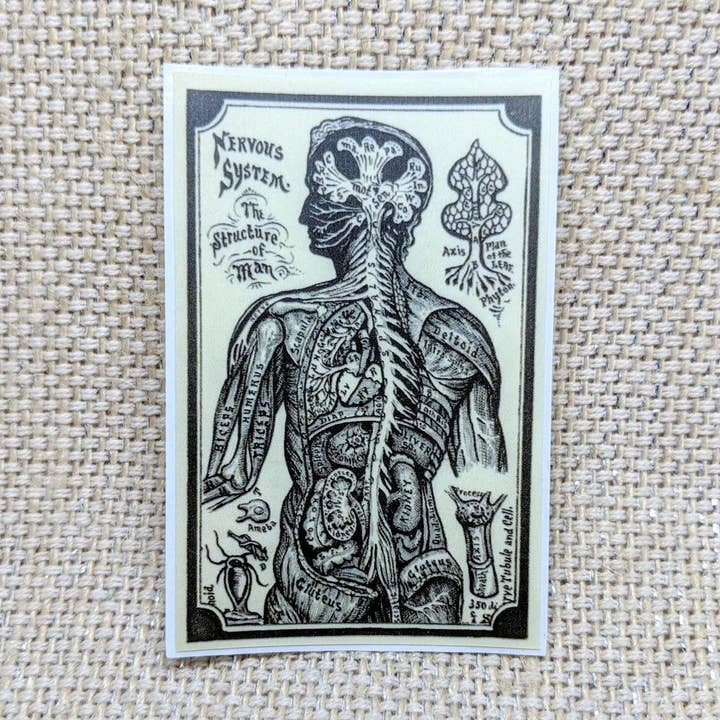 Iamsonotcool - Wholesale Sticker - Nervous System Sticker0