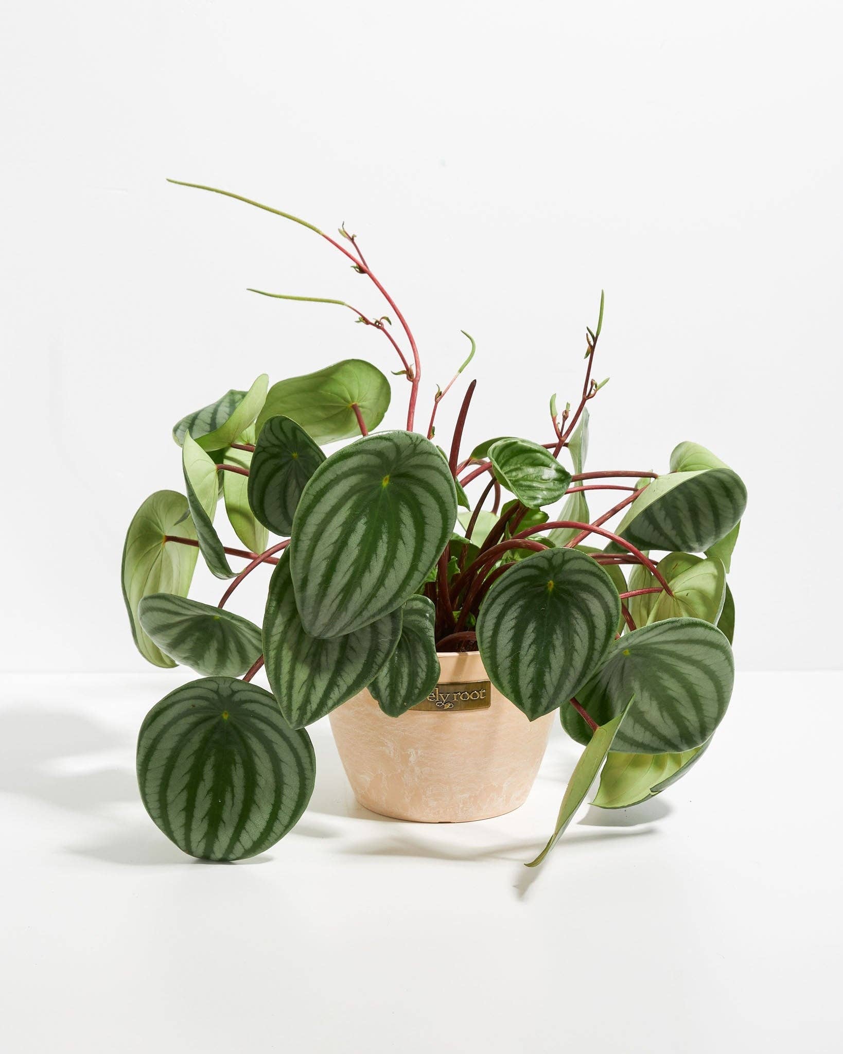 Lively Root - Wholesale Live Plant - Watermelon Peperomia23