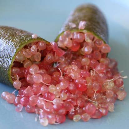 CRISTELSPEARLS – Snacks de fruta por atacado – Limão Finger em 4 Cores4