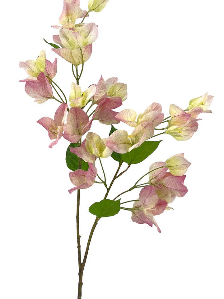 Rama Bougainvillea Polister Roze75Cm voor wholesale door Aguilar Málaga