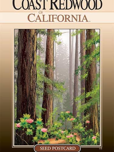 Coast Redwood Tree Seed Packet for wholesale by Created By Nature