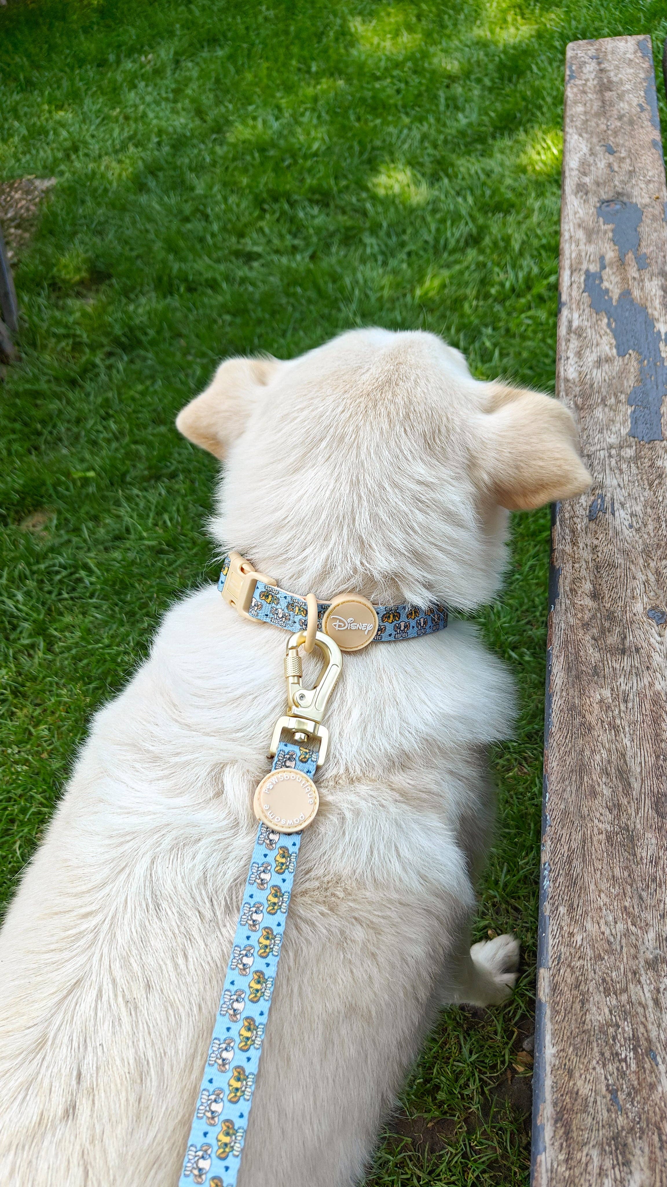 Pawsome Paws - Wholesale Pet Leash - Dog - Disney© Lead - Lion Friends11