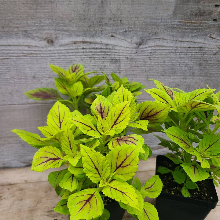 Coleus 'Gays Delight' for wholesale by Buzz + Thrive Gardens