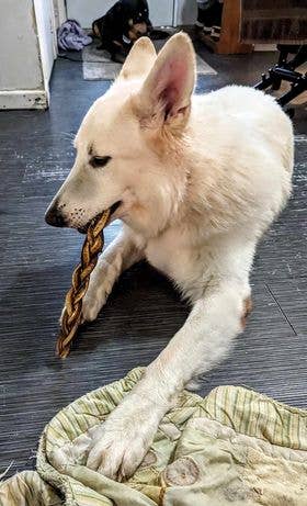 Dibo Pet Foods - Wholesale Pet Treats - Dog - Braided Bully Stick – Low Odor Pizzle – STANDARD - 12"8