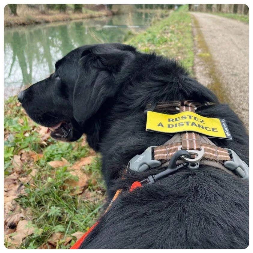 AniCode - Wholesale Pet Collar Charm - Dog - Scratch front/back CaniCode® KEEP YOUR DISTANCE5