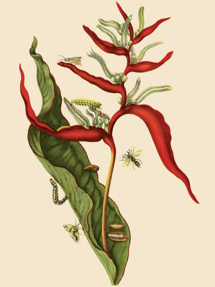 Postcard Banana plant (5934) for wholesale by The Knowledge of Things by Catch Publishing