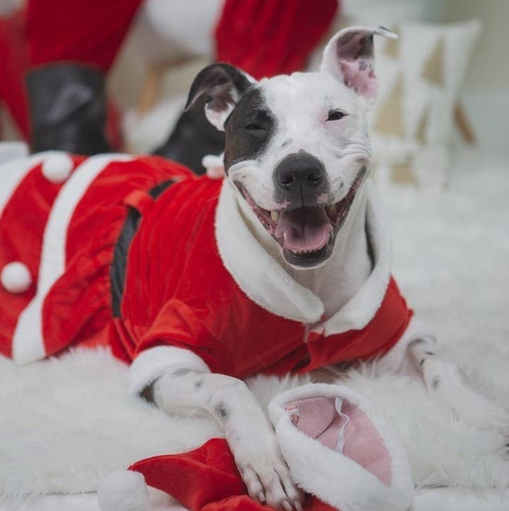 Show & Tail - Vendita all'ingrosso Costume da carnevale - Cani - Abbigliamento per animali - Il Papà Natale5