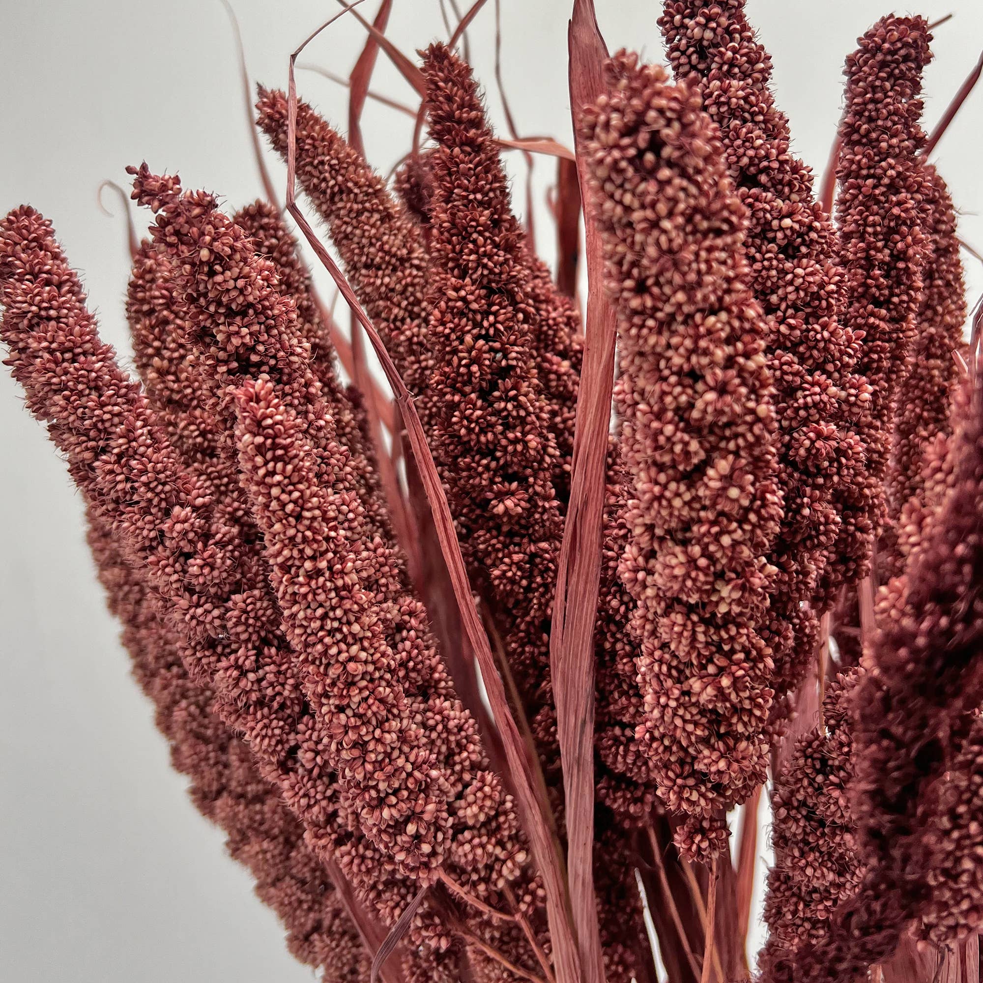 2626 Designs - Wholesale Dried/Pressed Flowers - Dried Preserved Millet Flower 21" Multiple Colors0