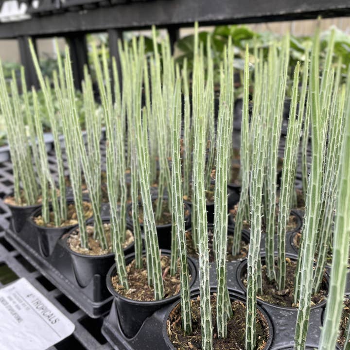 Thorsen's Greenhouse - Vente Plante - Plante Cornichon - Senecio Stapleliiformis - Plante Vivante de 4"1
