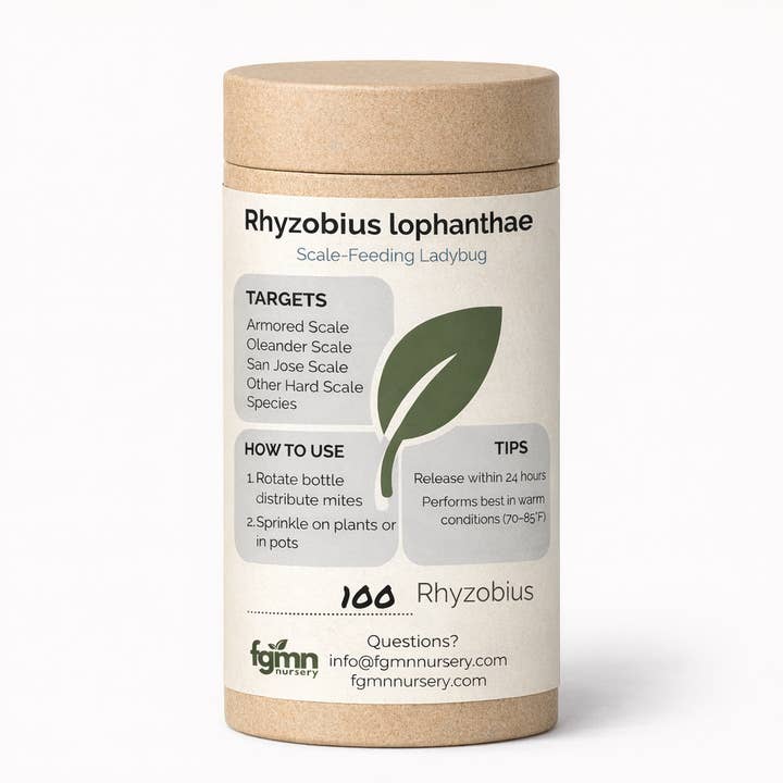 Rhyzobius lophanthae for wholesale by FGMN Nursery