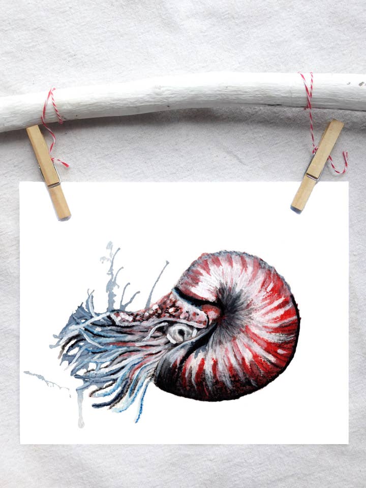 Ocean Nautilus art print for wholesale by Lindsey Munson
