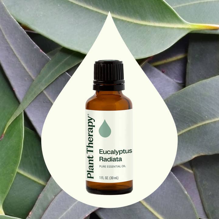 Plant Therapy - Wholesale Essential Oil - Eucalyptus Radiata Essential Oil 30 mL2