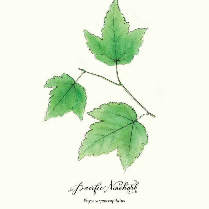 Pacific Ninebark botanical illustration in watercolor for wholesale by Molly Chidsey Illustration & Design