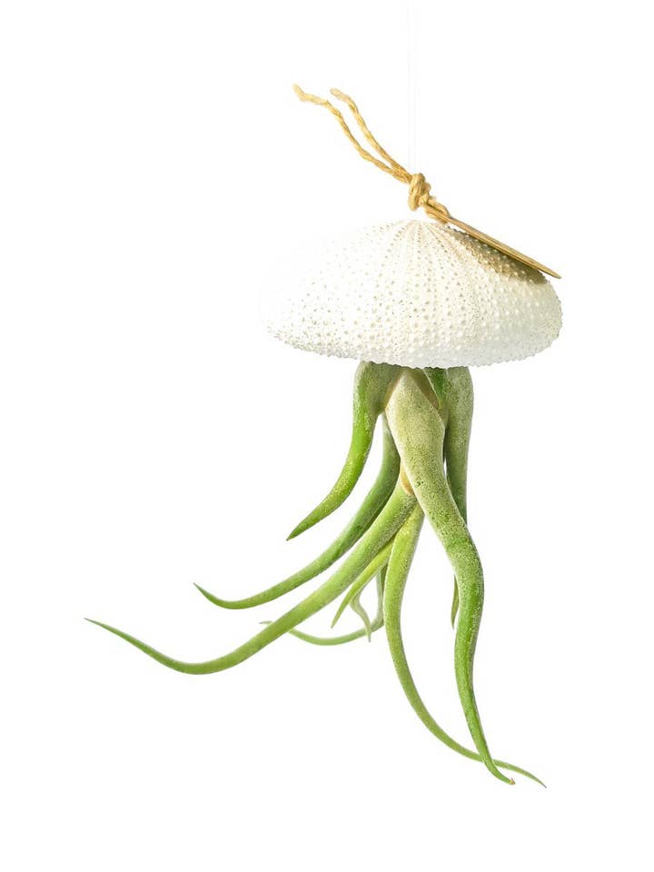 Hanging airplant – sea urchin – White – Medium – Medusae for wholesale by Juffrouw Pannenkoek deco /JP deco