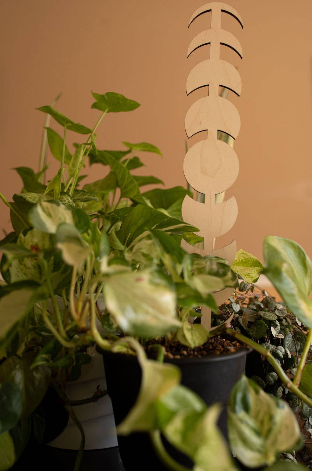 PlantsNsht – wholesale Spaljé – Månen Fas Växt Spaljé2