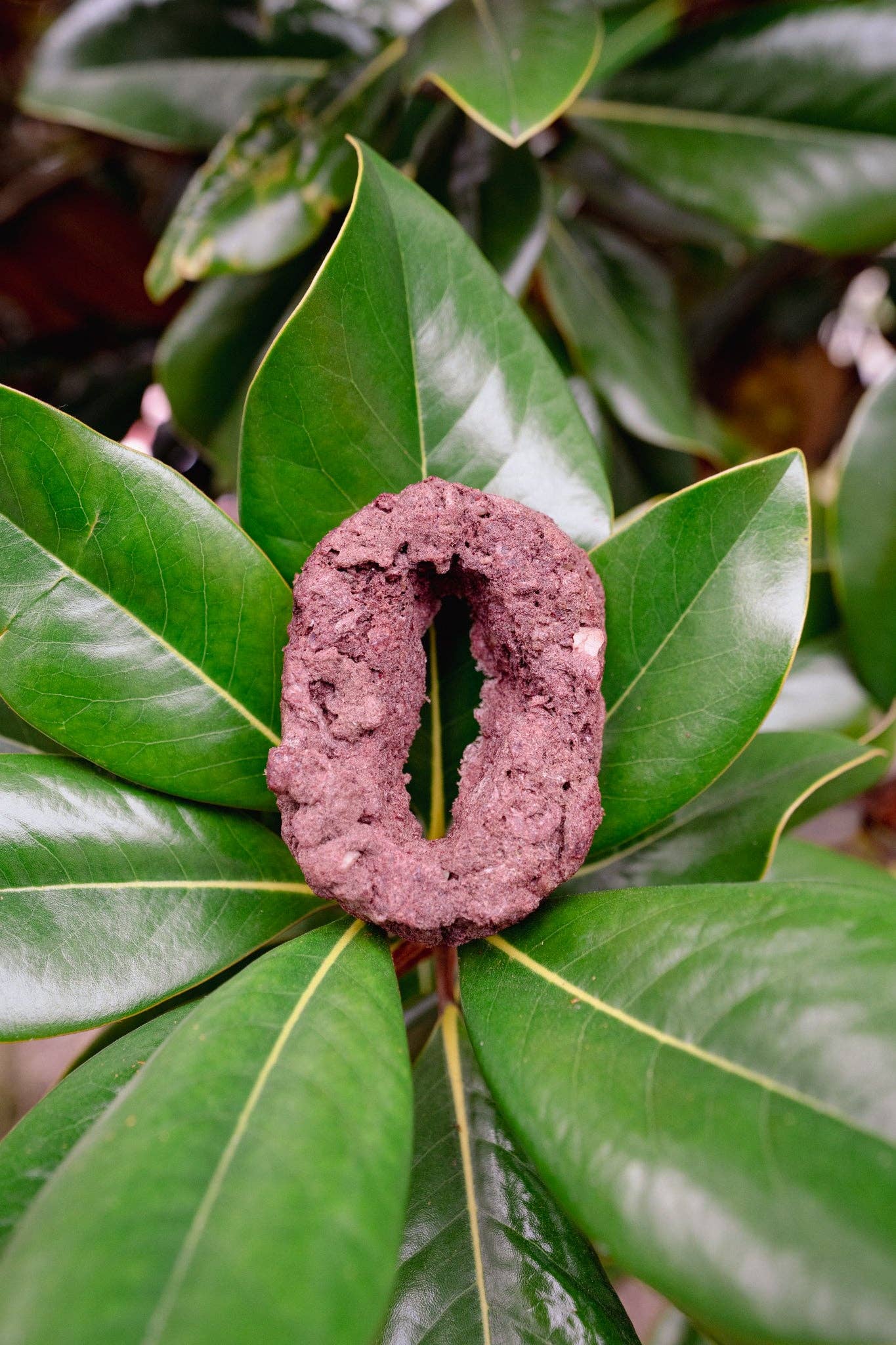 Love Liparu - Wholesale Pet Treats - Dog - MEAT NUMBER | Freeze-Dried Dog + Cat Treat