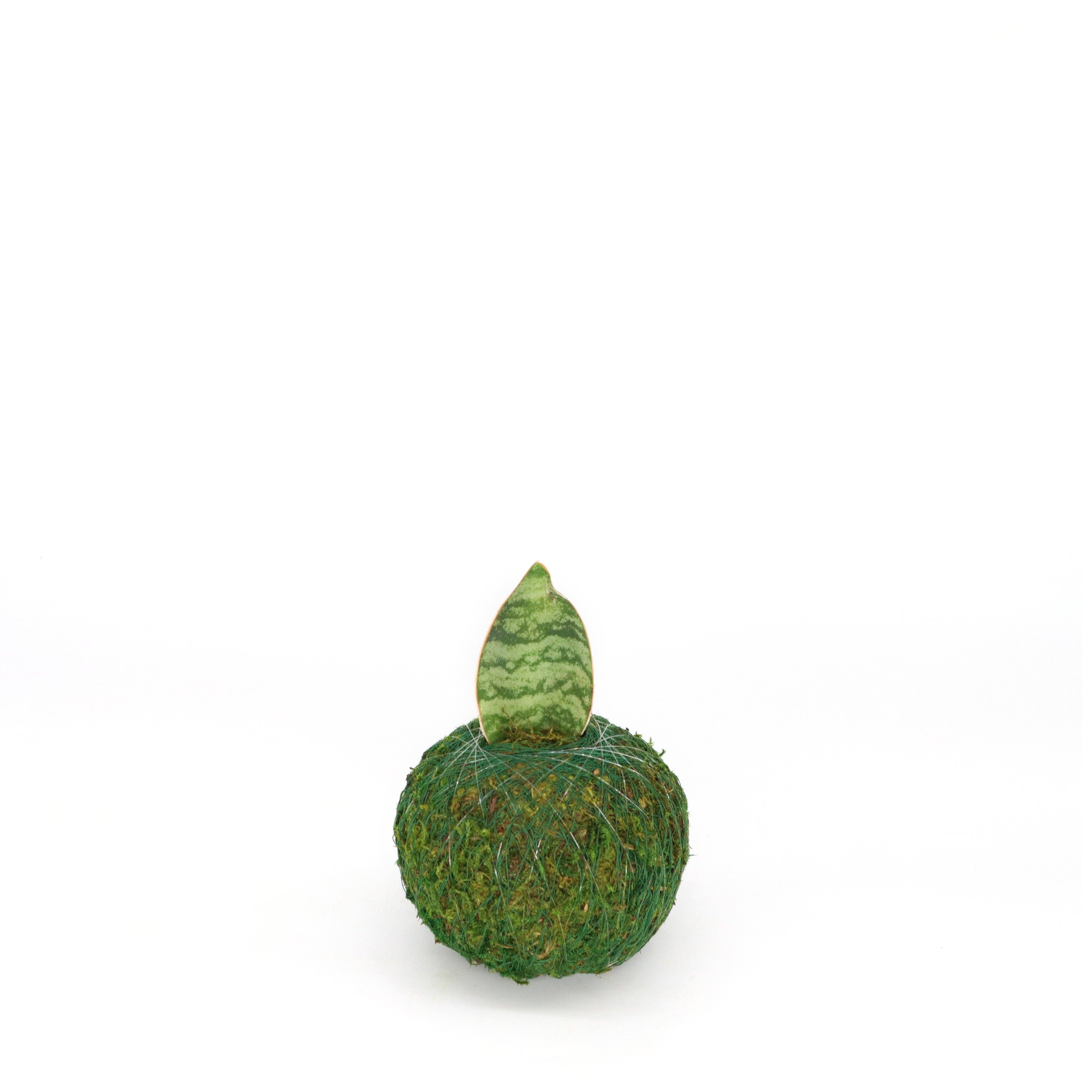 Kazumi Garden - Wholesale Live Plant - Mini Kokedama | Moss Ball Kokedamas10