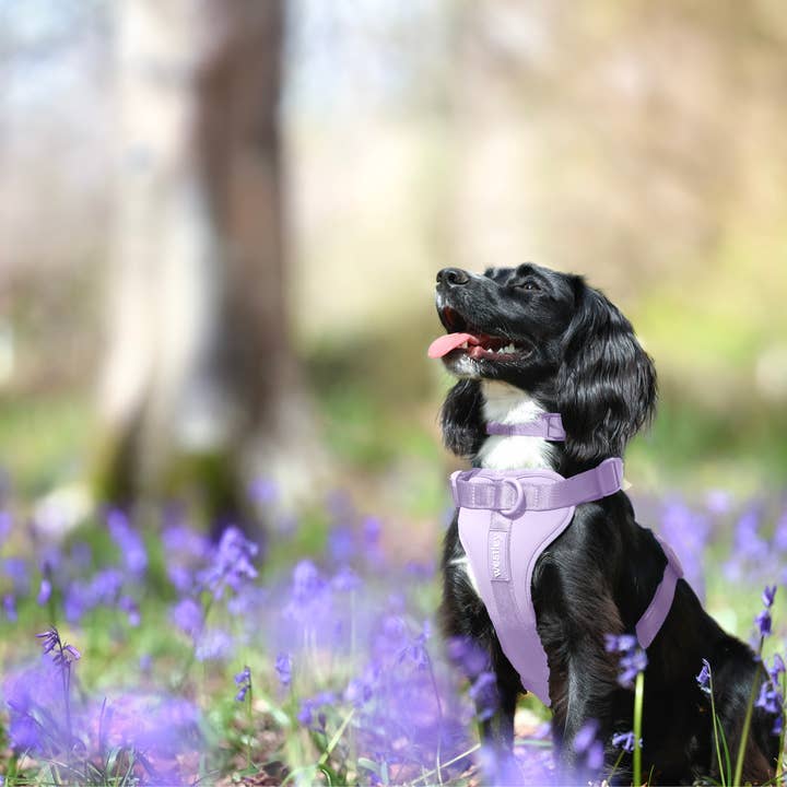 Westley - Wholesale Pet collar – Dog - Waterproof Dog Collar (Quick-Release Buckle)10