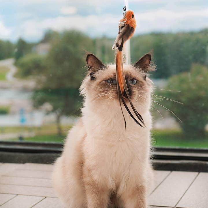 Leo's Paw - Wholesale Pet Toy Set - Cat - Interactive Bird Simulation Cat Toy Set
