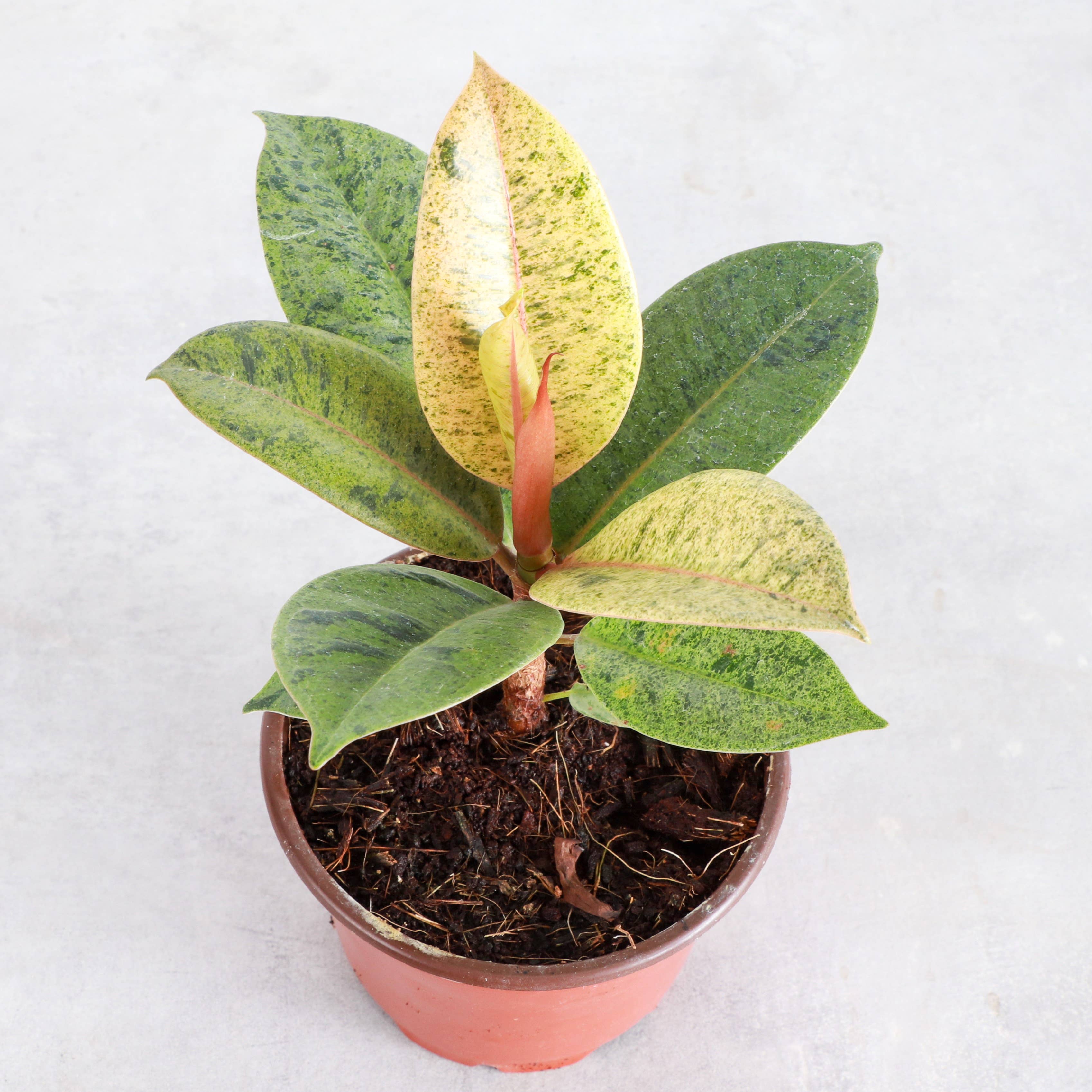 Thorsen's Greenhouse - Wholesale Live Plant - Ficus Shivereana Moonshine Variegated - 4" Live Plant - Rare3