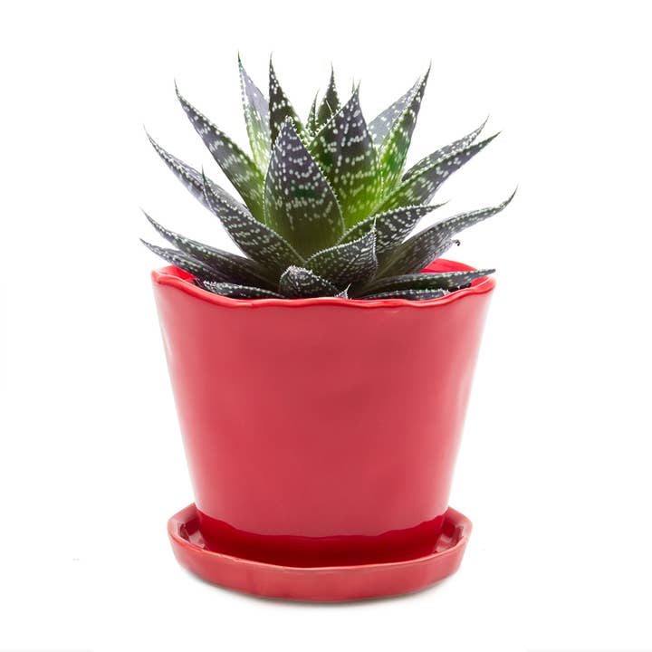 Chive - Vente Pot - Pots en céramique Tika avec soucoupe et trou de drainage - 3"12