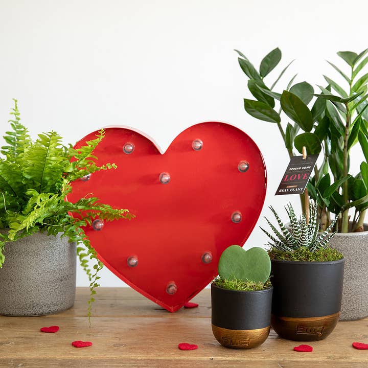 The Little Botanical - Wholesale Live Plant - Hoya Kerrii (Single Heart) π2