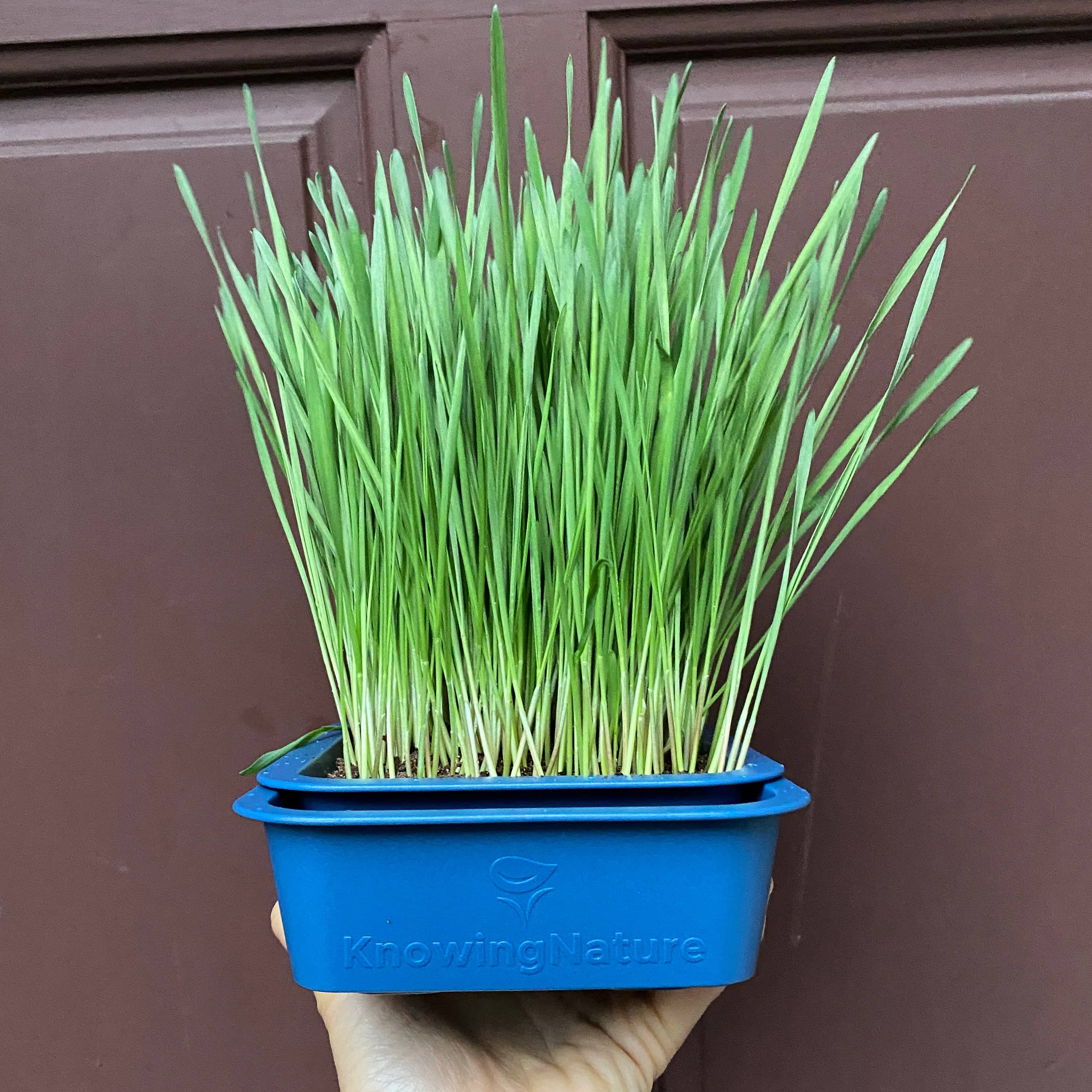 Knowing Nature - Wholesale Planter Box - Indoor Windowsill Microgreens Planters 1