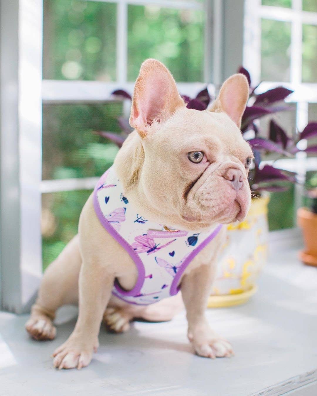 Frenchiestore - Wholesale Pet Harness - Dog - Dog Pet Reversible Health Harness | Magical Butterfly7