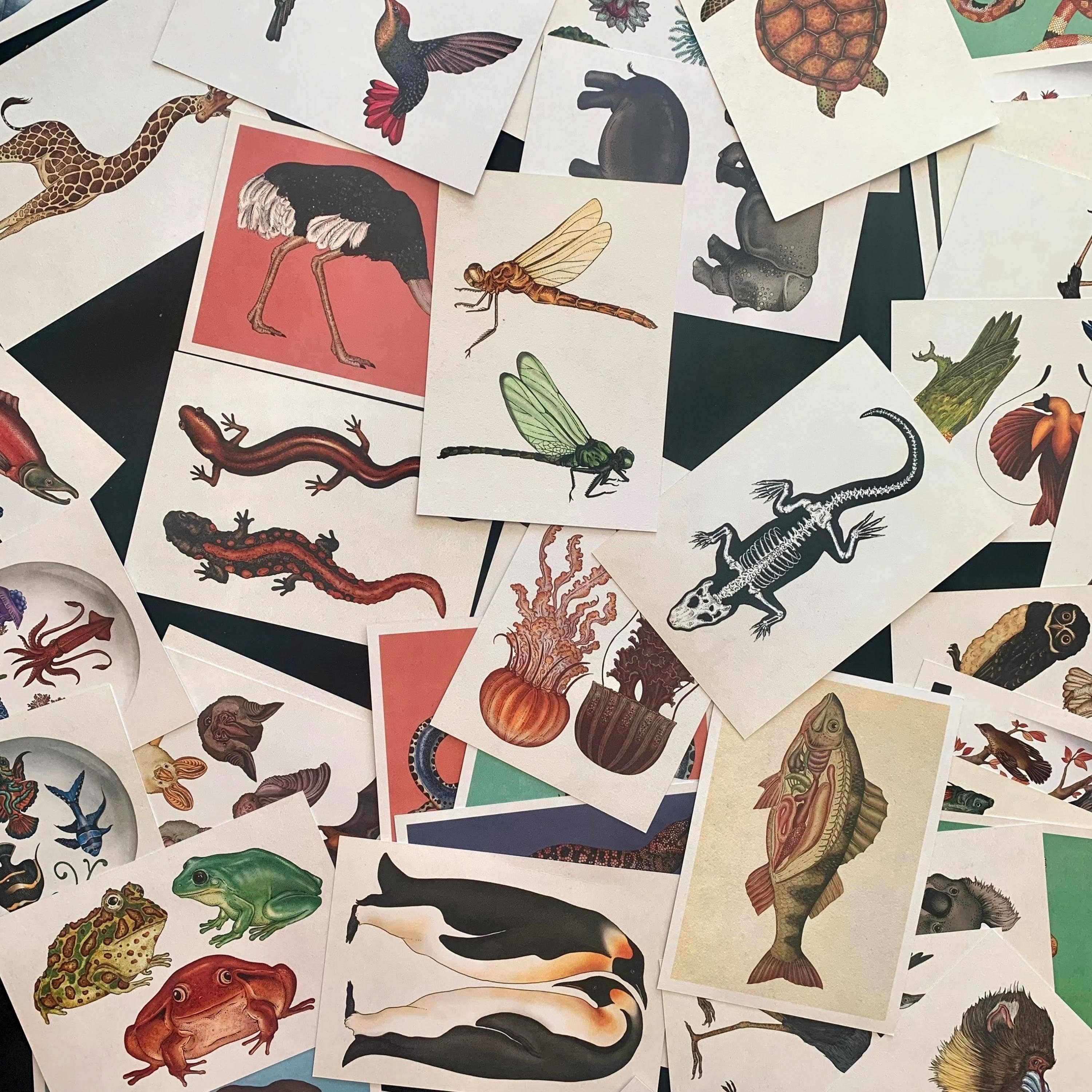 Magnifique Hearts - Wholesale Ansichtkaartset - Ansichtkaarten met dieren in vintage stijl, prachtige illustraties | Set0