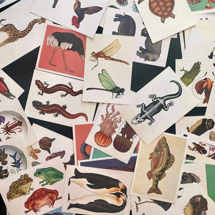 Magnifique Hearts - Wholesale Ansichtkaartset - Ansichtkaarten met dieren in vintage stijl, prachtige illustraties | Set