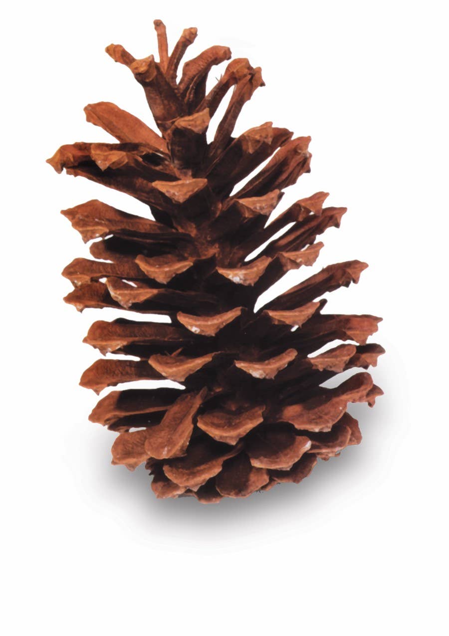 Winter Woods - Wholesale Decorative Tabletop Object - Longleaf Pinecone0