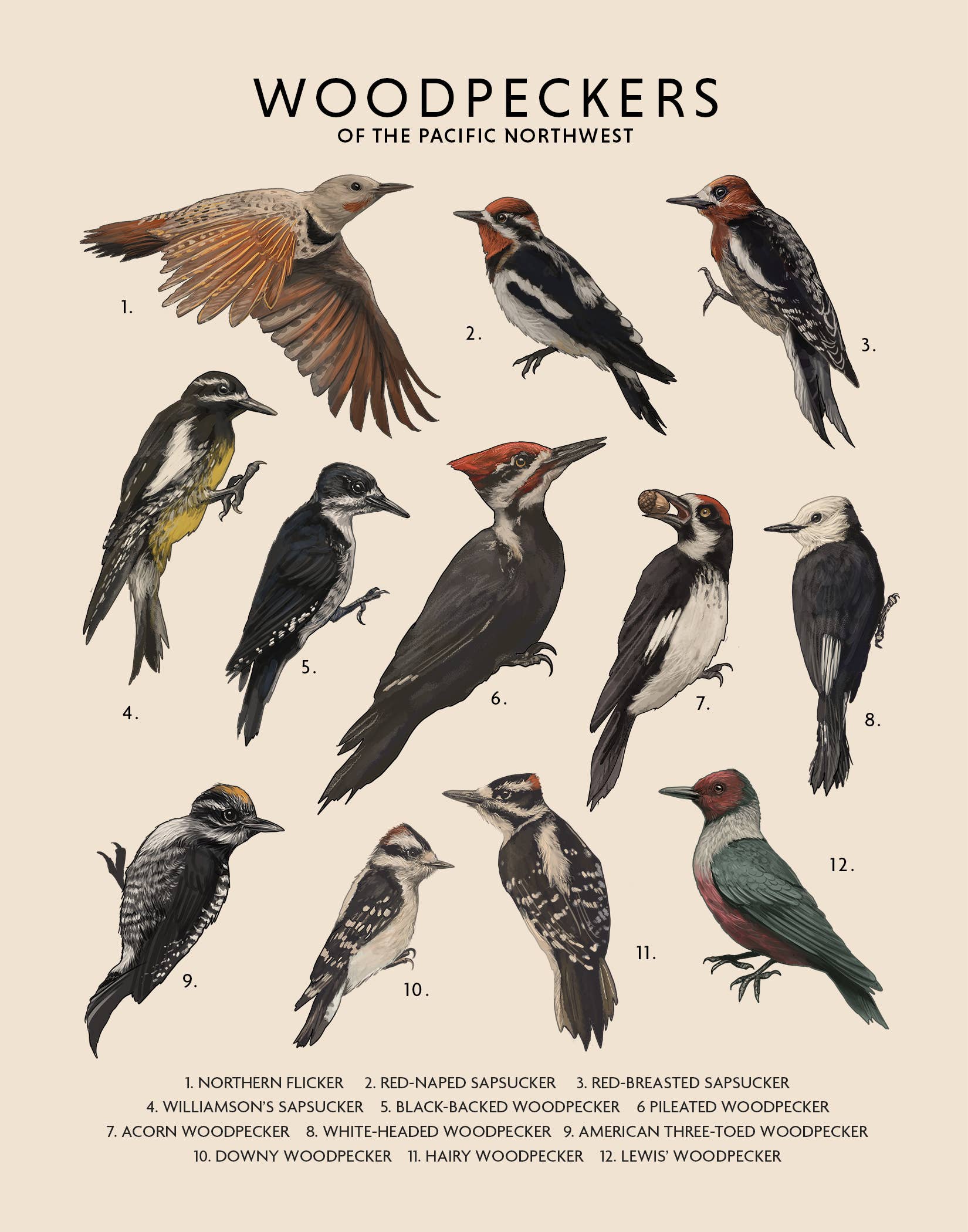 Jenn Joslin Art & Nature - Vente Affiche d'art - Pics-bois du Nord-Ouest Pacifique0