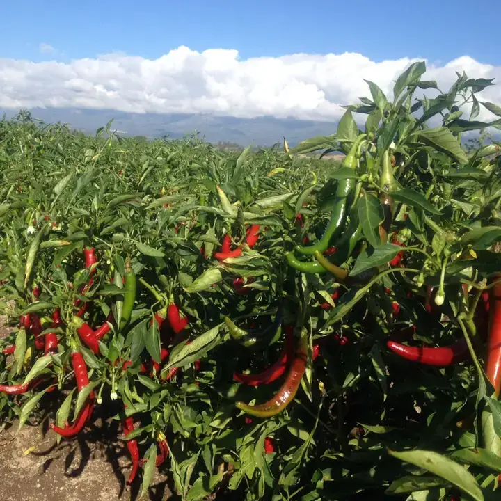 ORENCIO HOYO, S.L. - Wholesale Dried Spice - Smoked Spicy Paprika Bag Yuste 1557 DOP 1Kg5