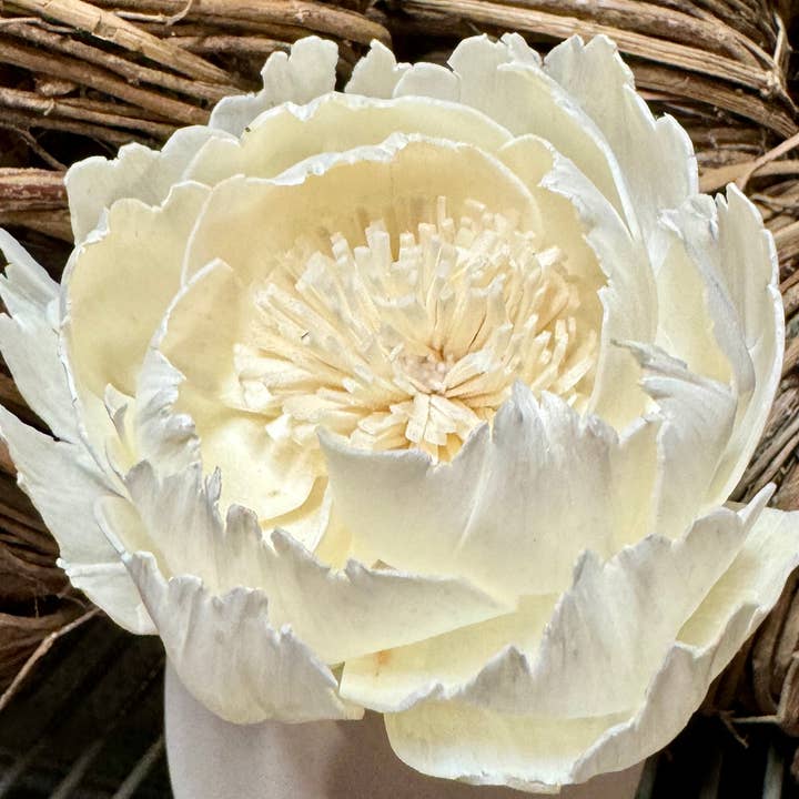 Anoq - Wholesale Reed Diffuser - Ceramic fragrance diffuser - Vase diffuser CORALI Cream5