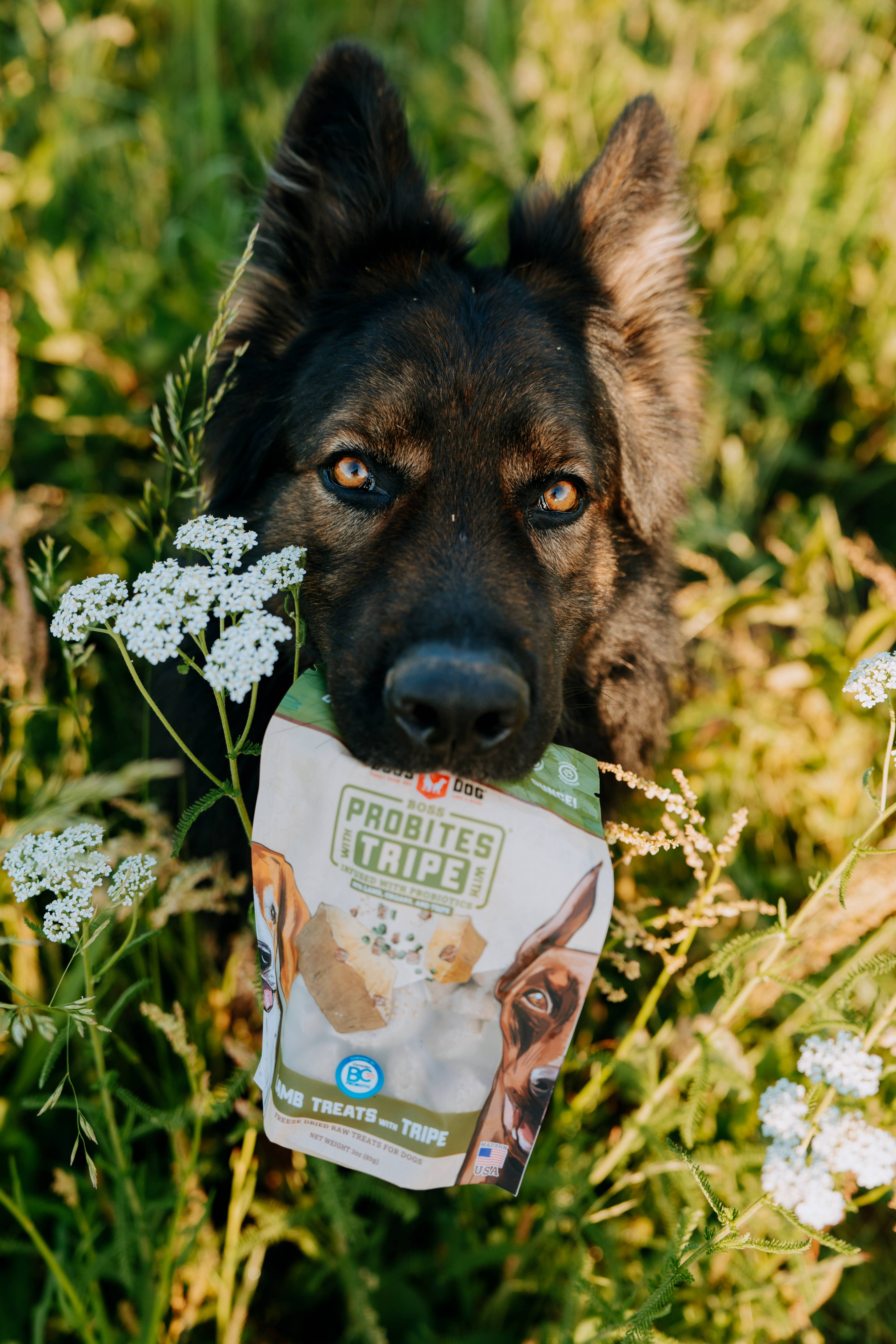 BOSS DOG BRAND, INC. - Wholesale Pet Treats - Dog - Boss Dog & Boss Cat Probites W/ Tripe- Lamb (3oz)1