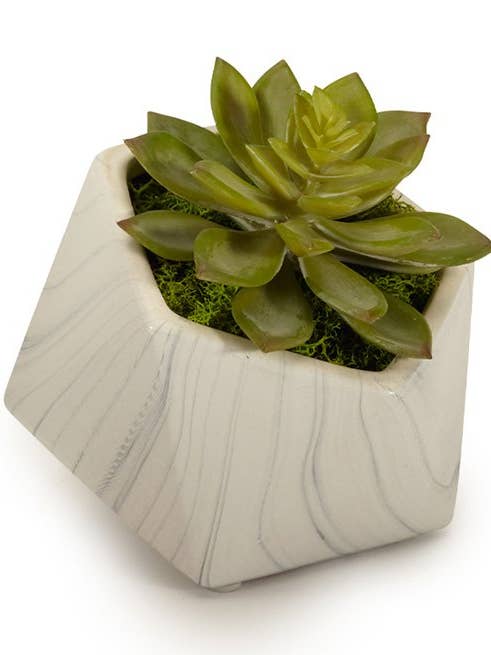 Echeveria Succulent in White Pentagon for wholesale by T&C Floral Company