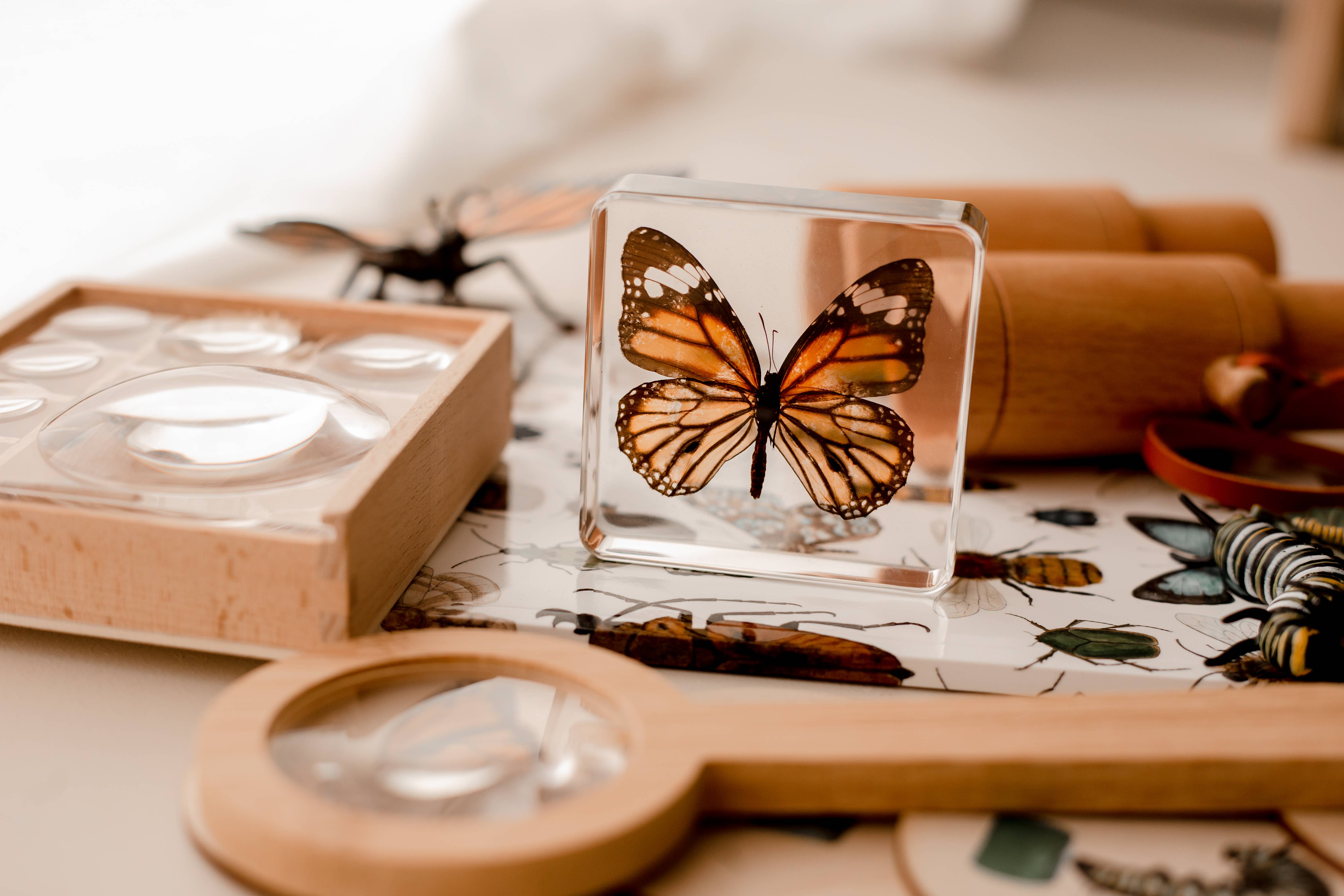 Our Earth Life - Venta al por mayor Artículo decorativo de mesa - Especimen de mariposa tigre común2