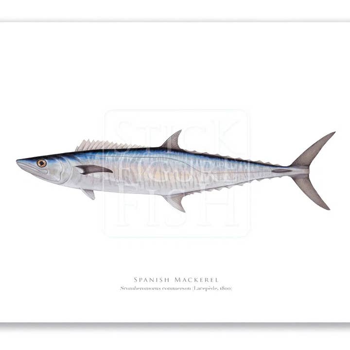 Stick Figure Fish - Wholesale Art print - Spanish Mackerel - Fine Art Print2