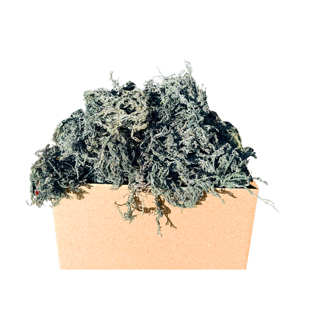 Atlantic Gold Sea Moss - Wholesale Oral Supplement/Vitamin - Dry Sea Moss 1 to 15 Lbs, Colors Wild-harvested St. Lucia8